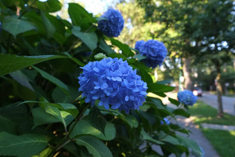 蓝色的绣球花花朵