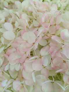 白色粉红色的绣球花