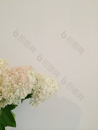 花束白色绣球花