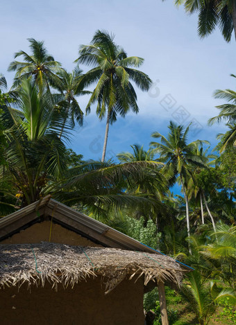 椰子棕榈树花园