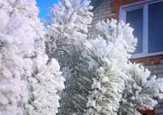 冬天景观树霜