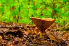 可食用的蘑菇拍摄特写镜头森林秋天