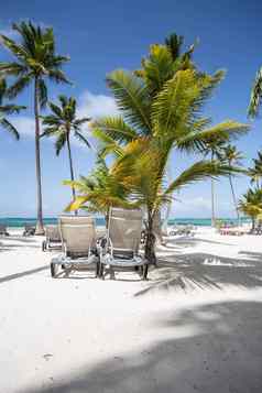 加勒比沙子海滩棕榈树多米尼加共和国