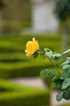 黄色的玫瑰法国花园