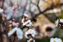 白色花樱桃树大黄蜂