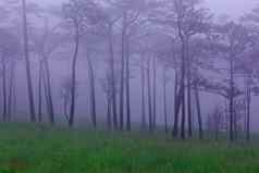 松森林雾野花场