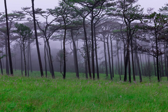 松森林雾野花场