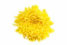黄色的颜色菊花