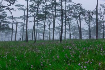 松<strong>森林</strong>雾野花场