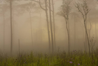 松森林雾野花