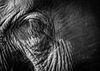 大象眼睛特写镜头