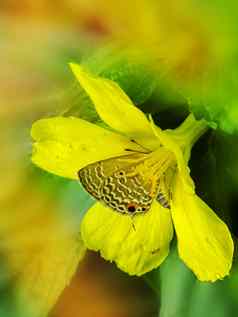 蝴蝶坐着黄色的花隐藏花粉栈