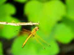 蜻蜓坐着嫩枝日光浴