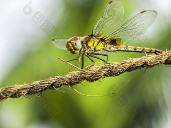 dragonfly-closeup