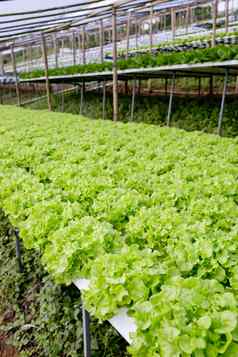 有机水培蔬菜培养农场