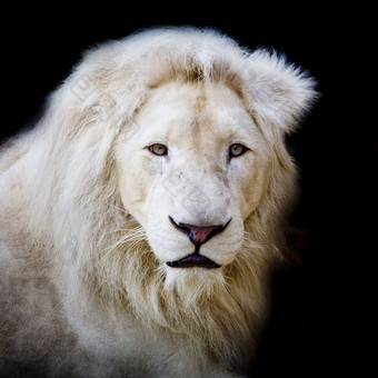 白色非洲狮子