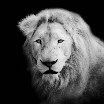 黑色的白色<strong>狮子</strong>