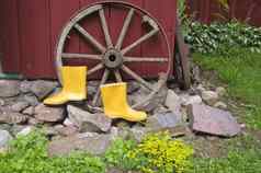黄色的园丁橡胶靴子农场轮
