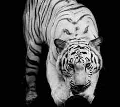 白虎肖像孟加拉老虎
