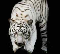 白虎肖像孟加拉老虎