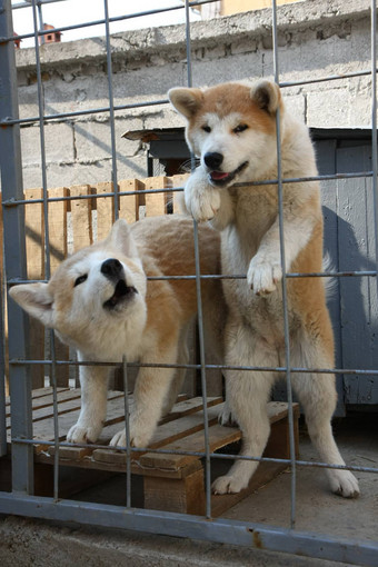 秋田犬犬儒