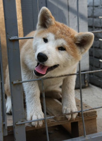 秋田犬犬儒