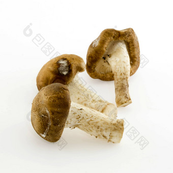 干中国人蘑菇白色背景