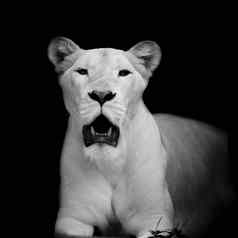 特写镜头白色狮子