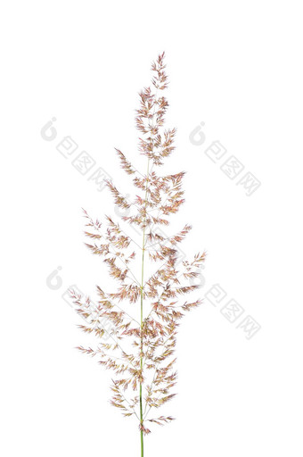 紫色的reedgrass菖蒲季