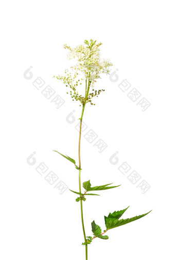 绣线菊属植物菲利潘杜拉乌尔玛利亚
