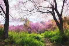 美丽的野生喜玛拉雅樱桃花