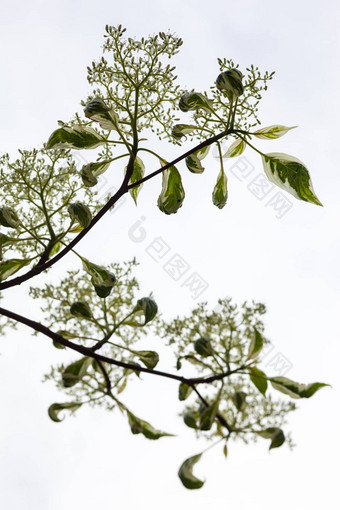 山茱萸盛开的分支机构白色花