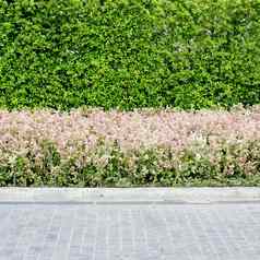 人行道和粉红色的花绿色植物背景