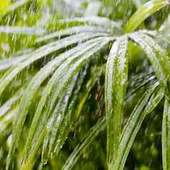 新鲜的绿色花叶子雨滴