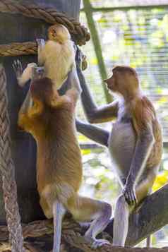 长鼻猴子动物园花园