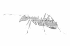 词蚂蚁混合数字蚂蚁排版风格伊索拉