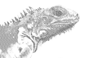 词鬣蜥混合数字鬣蜥排版风格