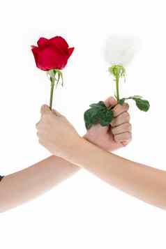 手红色的玫瑰白色玫瑰使手臂摔跤
