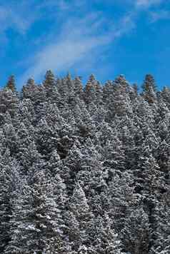 冬天森林纤细的云加勒廷国家森林加勒廷县蒙大拿美国