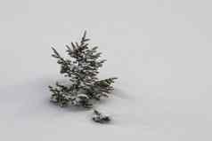 年轻的云杉树埋雪漂移玻璃蛋白石峡谷加勒廷国家森林加勒廷县蒙大拿美国