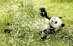 懒惰的熊猫