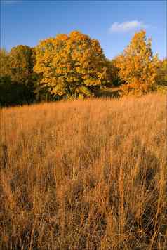 秋天“白色橡树的quercus阿尔芭草原草沃邦西状态公园爱荷华州美国