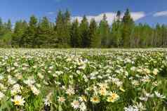 白色骡子的耳朵花惠氏向日葵属松森林岛公园弗里蒙特县爱达荷州美国