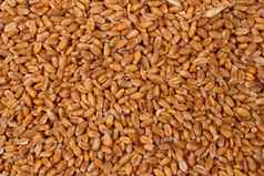 模式粮食饲料小麦