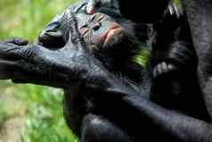 倭黑猩猩婴儿