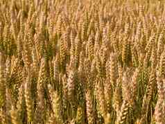 黄色的成熟的小麦粮食场