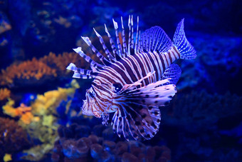 狮子鱼水下热带水族馆