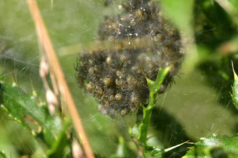 nursery-web蜘蛛巢