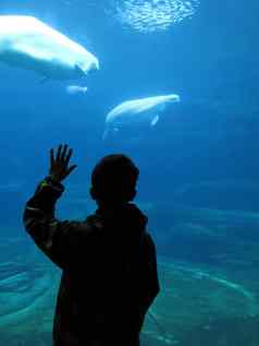 男孩wathcing白鲸鱼水族馆