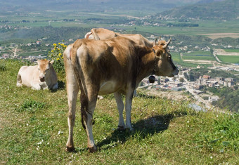 阿尔巴尼亚牛